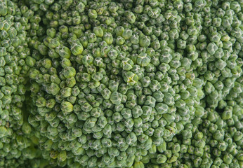 Macro photo of fresh broccoli