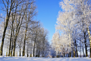 Trees in  frost winter morning, on the edge of  forest.
