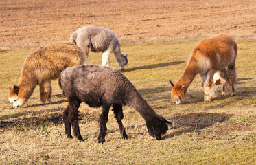 herd of alpacas