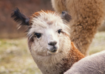 herd of alpacas. alpaca portrait