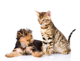 Yorkshire Terrier puppy playing with purebred bengal kitten. iso
