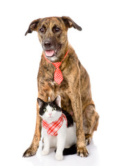 dog and cat together. looking at camera. isolated on white 
