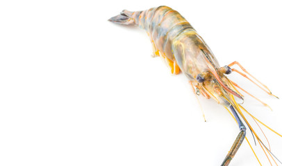 Giant River Freshwater Prawn or Macrobrachium rosenbergii