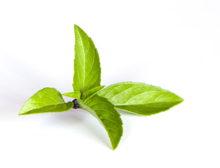 Obraz premium Thai basil