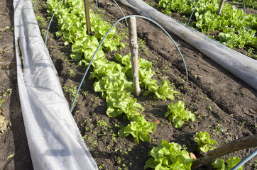 Lettuce and endive in a greenhouse.