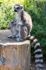 Ring tailed lemur (lemur catta)