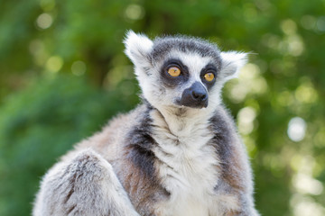 Ring tailed lemur (lemur catta) © hopsalka