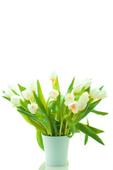 Beautiful tulips in pot