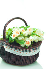 Fototapeta na wymiar Beautiful tulips in basket