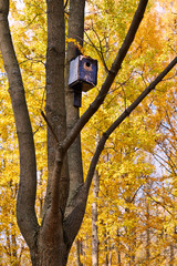 old blue birdhouse on the tree in autumn park