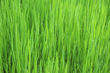 fresh spring green grass