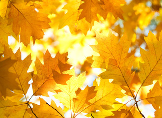 Naklejka na ściany i meble Tree branch with autumn leaves.