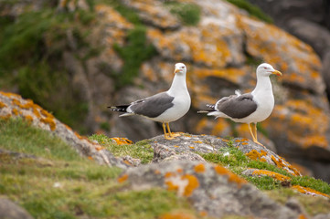 Couple de goélands