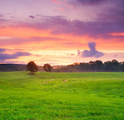 Fototapeta premium after sunset trees and meadow