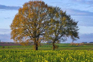 Couple d'arbres