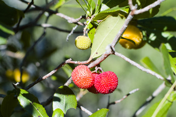 Strawberry tree  (Arbutus unedo)