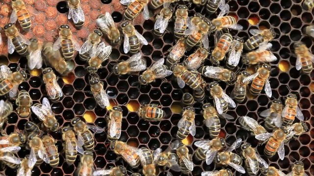 Life of bees