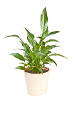 Anthurium houseplant in a pot on a white background