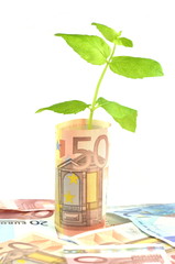 zielona roślina wyrastająca z banknotów euro