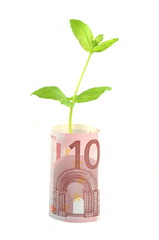 zielona roślina wyrastająca z banknotów euro