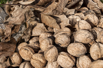 Freshly picked walnuts on grass and dry walnut leaves