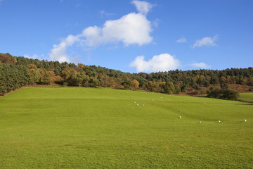 Fototapeta na wymiar autumn pastures