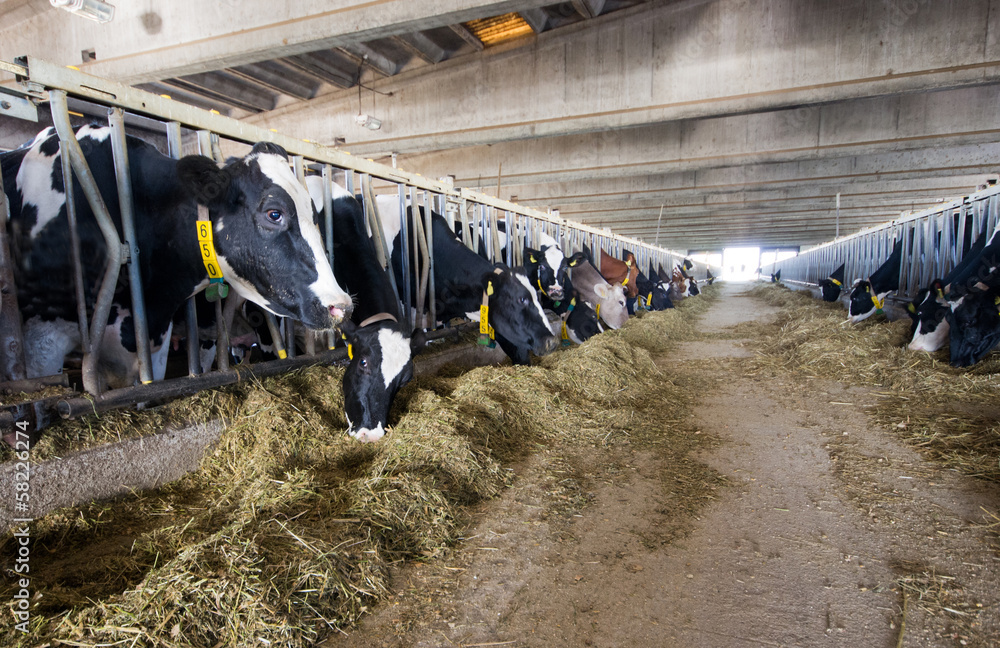 Wall mural Interior of modern Holstein Friesian cow stable