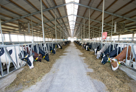 Interior of modern Holstein Friesian cow stable