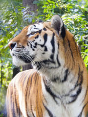 Siberian or amur tiger (Panthera tigris altaica)