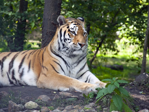 Siberian or amur tiger (Panthera tigris altaica)