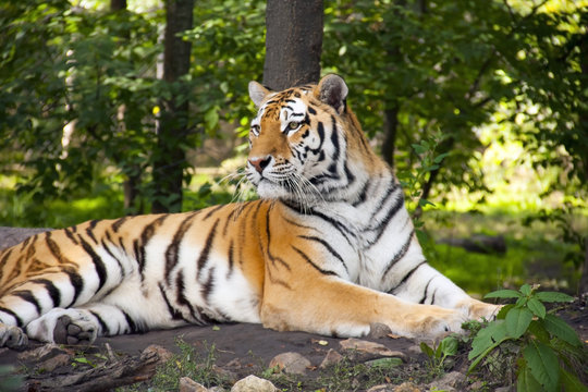 Siberian or amur tiger (Panthera tigris altaica)