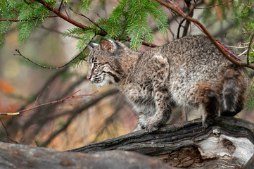 Fototapeta na wymiar Bobcat (Lynx rufus) Looks Left Atop Log