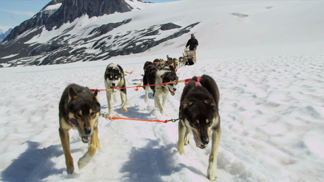 Alaskan Malamute dogs used for high endurance, USA