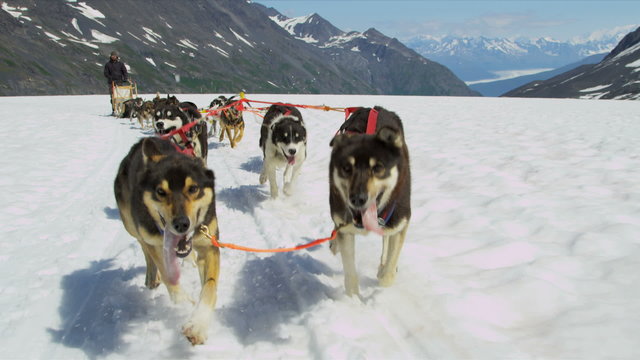 Alaskan Husky dogs used for dog sled adventures, USA