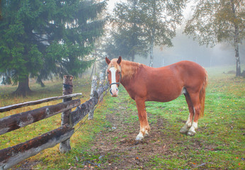 Obraz premium Lonely horse in foggy forest