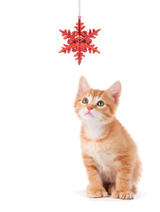 Cute Orange Kitten Playing with a Christmas Ornament on White