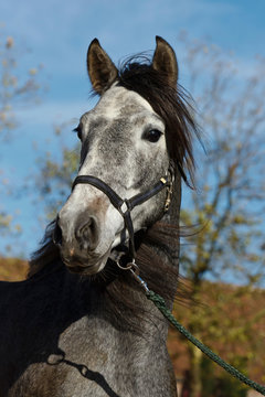 Cartujanohengstportrait am Halfter