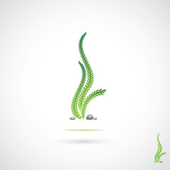 Seaweed label