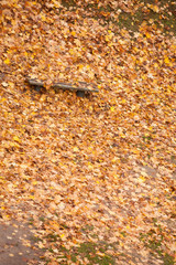 Bench and maple leaves in city park in the autumn