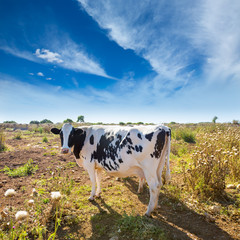 Menorca friesian cow grazing near Ciutadella Balearic