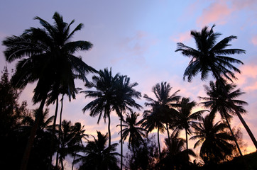 Fototapeta na wymiar Drzewo w kokos Wyspy Cooka Aitutaki Lagoon