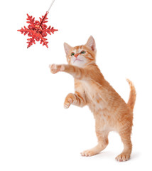 Cute Orange Kitten Playing with a Christmas Ornament on White