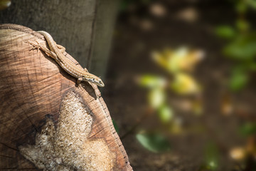 Lizard