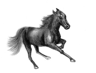 Obraz na płótnie Canvas horse sketch