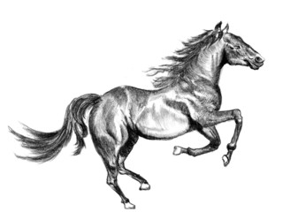Obraz na płótnie Canvas horse sketch