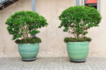 Double plant-pots put on cement floor.