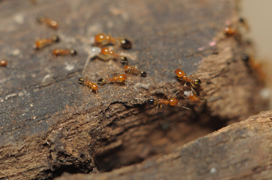 Ant (Lasius niger) resquing larva