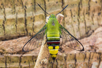 Obraz premium Pellucid hawk moth