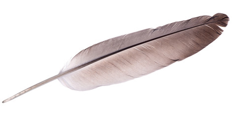 single dark brown feather isolated on white