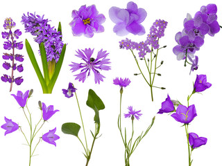 Fototapeta na wymiar set of eleven light lilac flowers on white